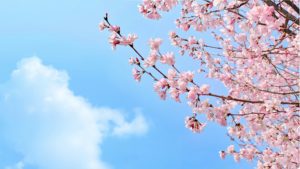 青空と桜